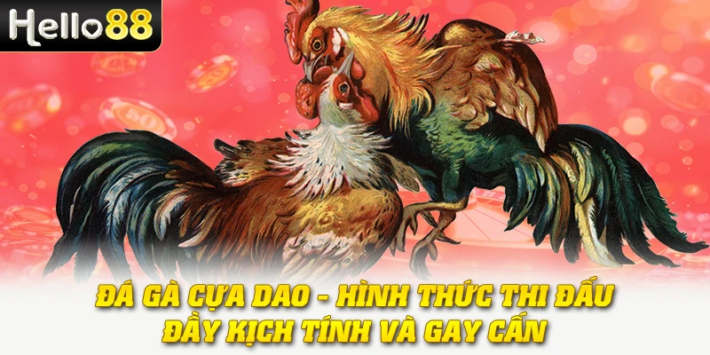 Đá Gà Cựa Dao - Hình Thức Thi Đấu Đầy Kịch Tính Và Gay Cấn 1 Đá Gà Cựa Dao - Hình Thức Thi Đấu Đầy Kịch Tính Và Gay Cấn